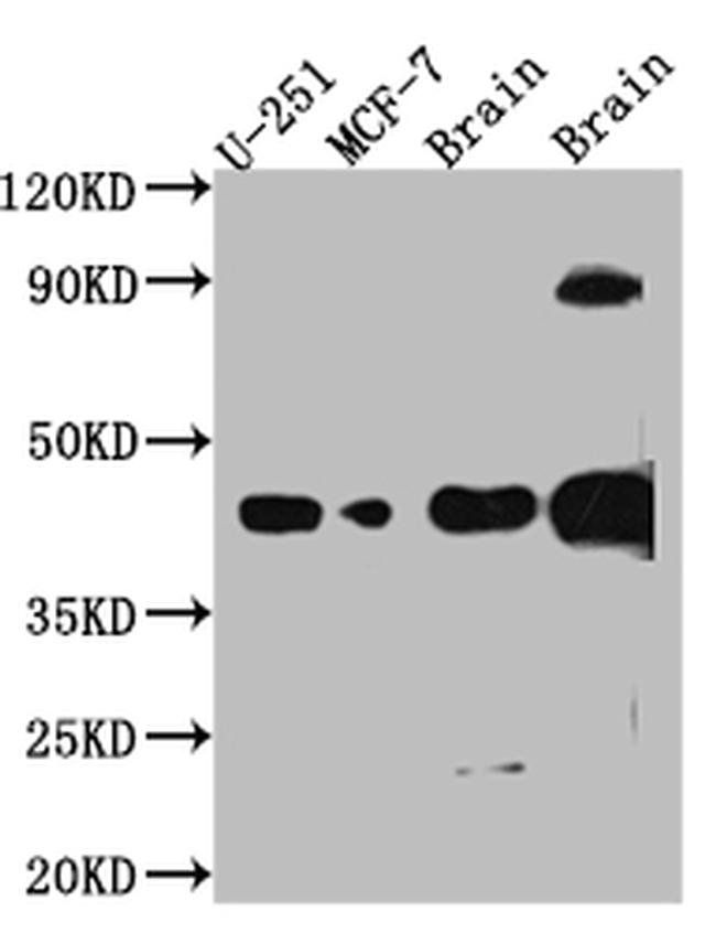 SOX2 Antibody in Western Blot (WB)