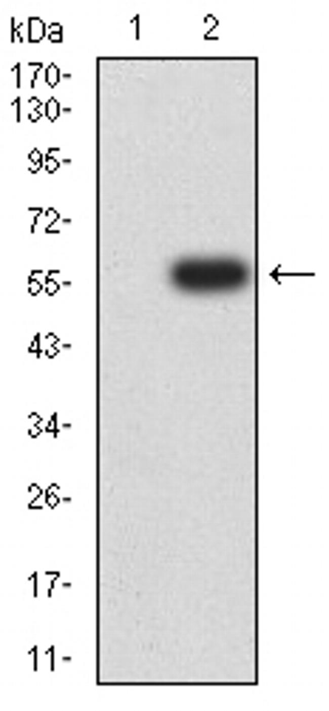 CD72 Antibody in Western Blot (WB)