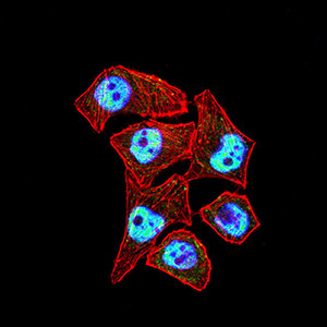 CTNNBL1 Antibody in Immunocytochemistry (ICC/IF)