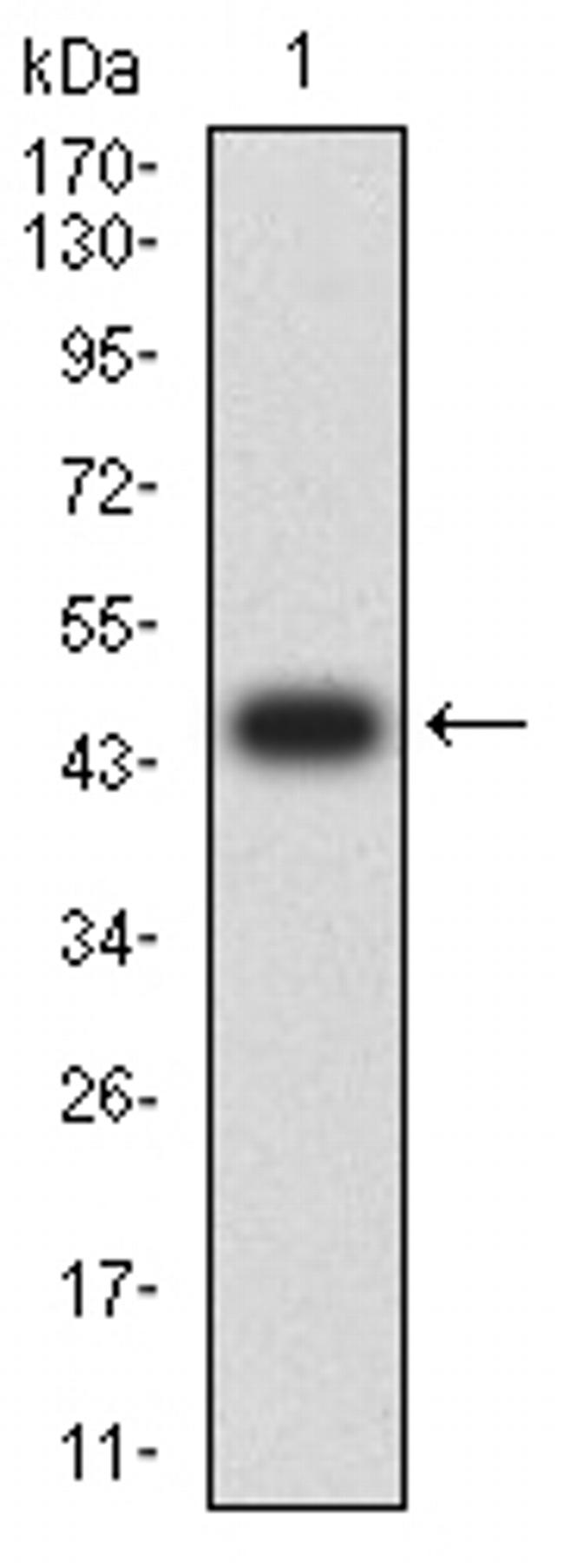 CTNNBL1 Antibody in Western Blot (WB)