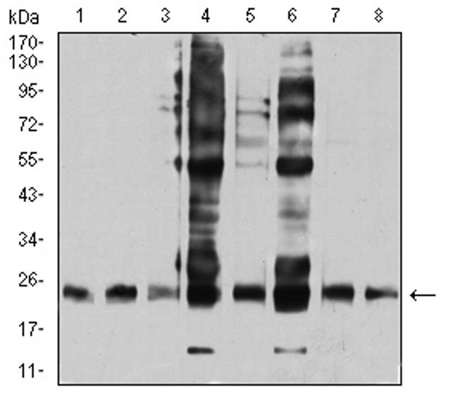 RALB Antibody in Western Blot (WB)