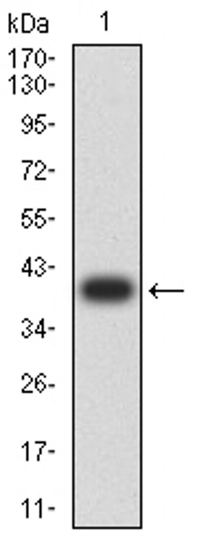 RALB Antibody in Western Blot (WB)