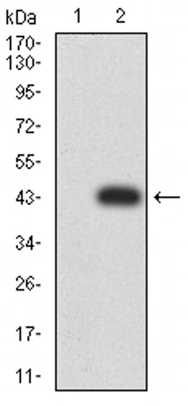 RALB Antibody in Western Blot (WB)