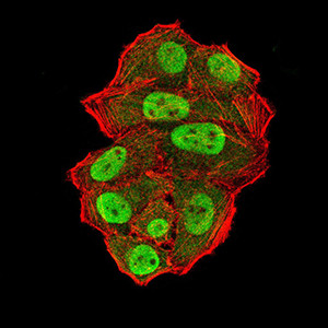 UFD1L Antibody in Immunocytochemistry (ICC/IF)