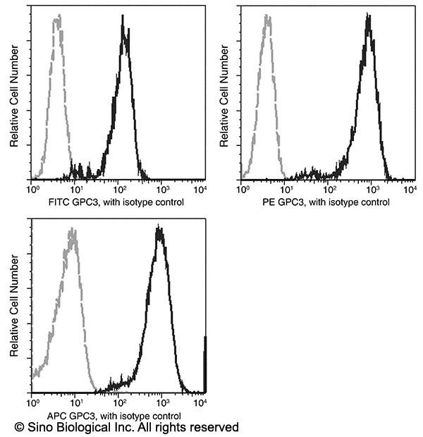 Glypican 3 Recombinant Monoclonal Antibody (024), APC (MA5-40986)