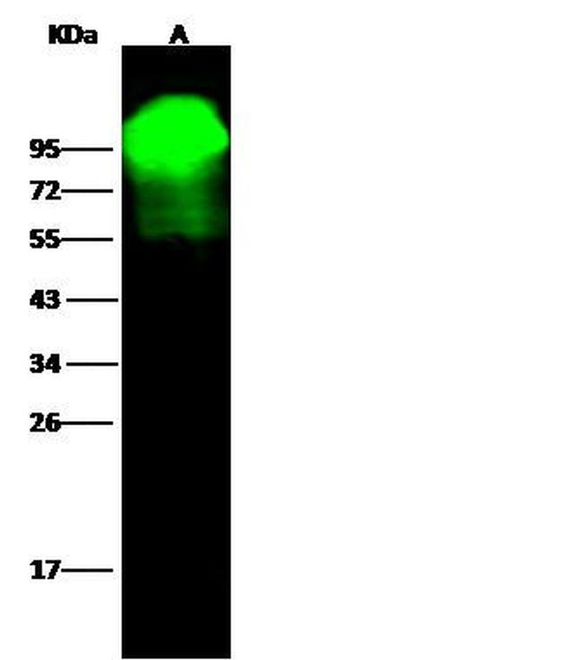 ALPL Antibody in Western Blot (WB)