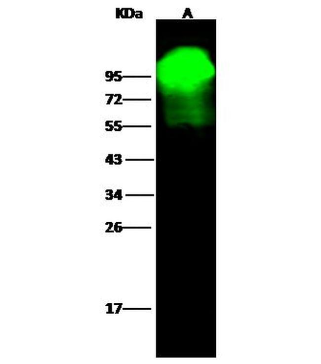 ALPL Antibody in Western Blot (WB)