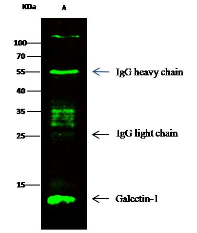 Human Galectin-1 Antibody in Immunoprecipitation (IP)