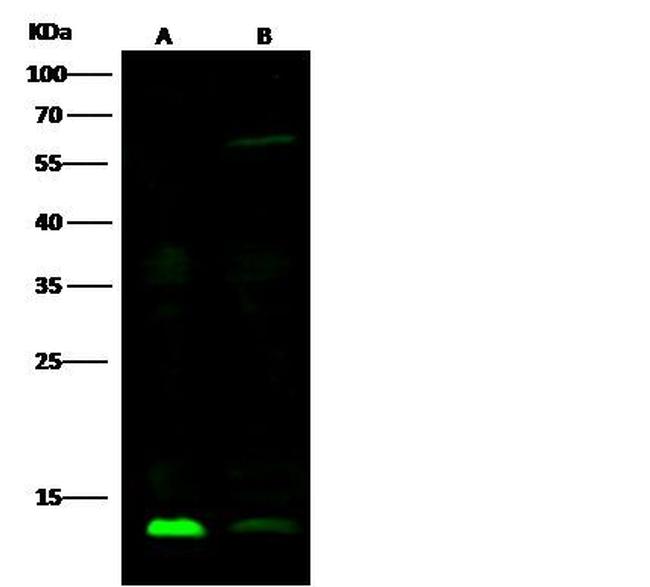 Human Galectin-1 Antibody in Western Blot (WB)