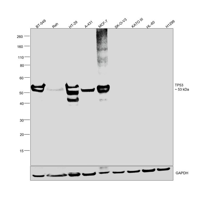 p53 Antibody