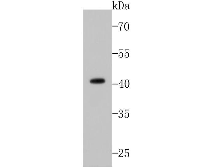 p53 Antibody in Western Blot (WB)