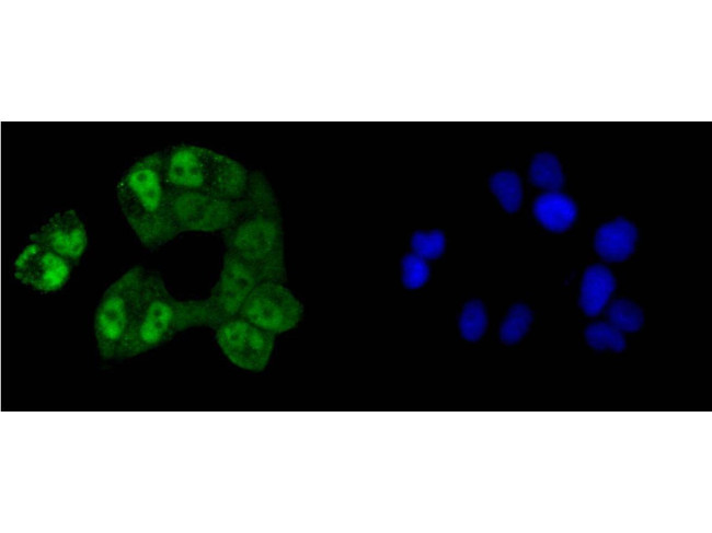 CREB Antibody in Immunocytochemistry (ICC/IF)