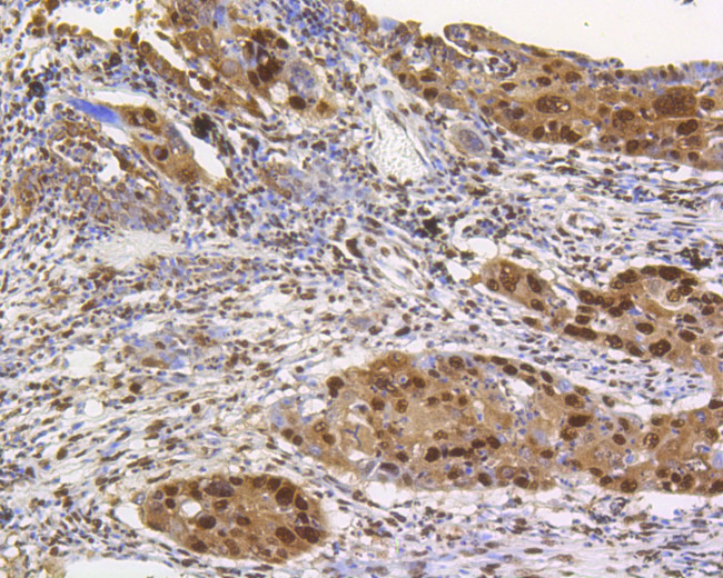 CREB Antibody in Immunohistochemistry (Paraffin) (IHC (P))