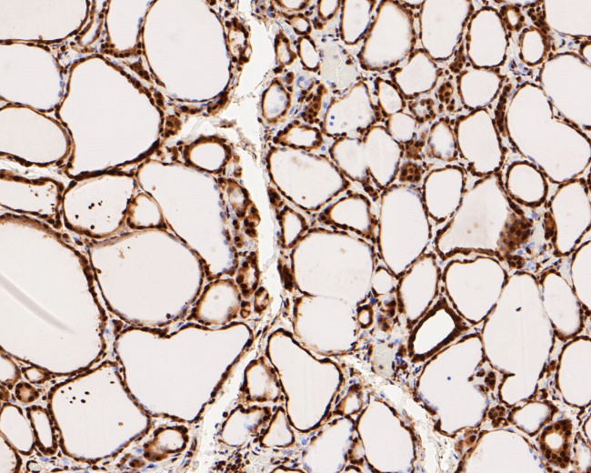 CREB Antibody in Immunohistochemistry (Paraffin) (IHC (P))