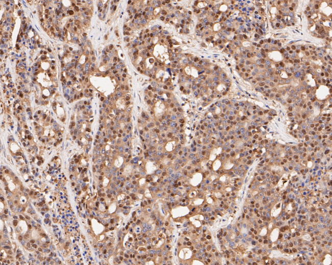 CREB Antibody in Immunohistochemistry (Paraffin) (IHC (P))