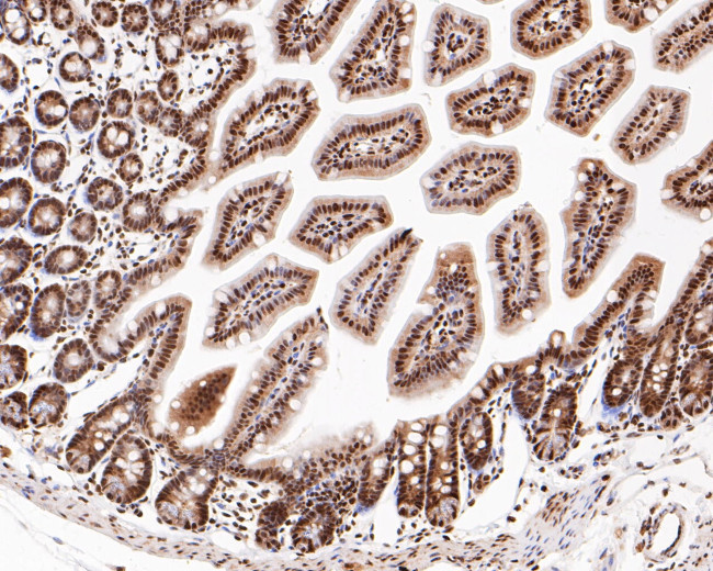 CREB Antibody in Immunohistochemistry (Paraffin) (IHC (P))