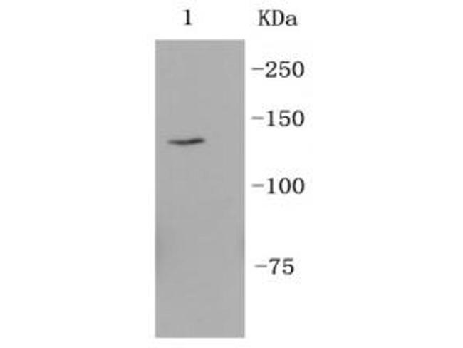 CD49f Antibody in Western Blot (WB)