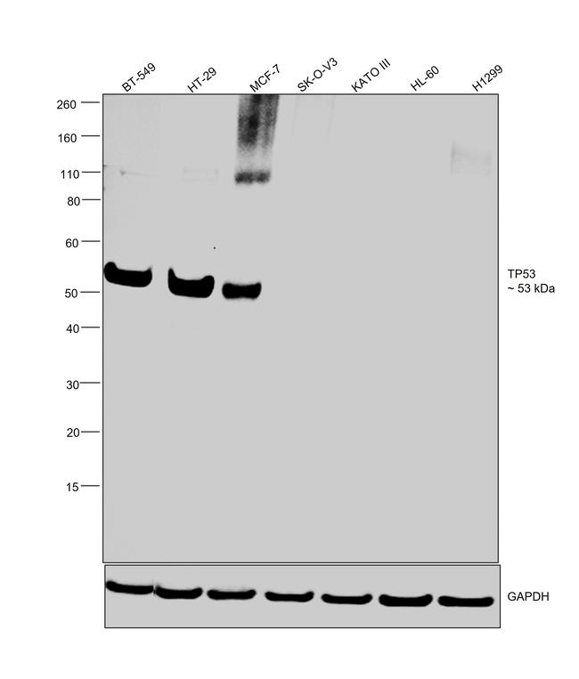 p53 Antibody in Western Blot (WB)