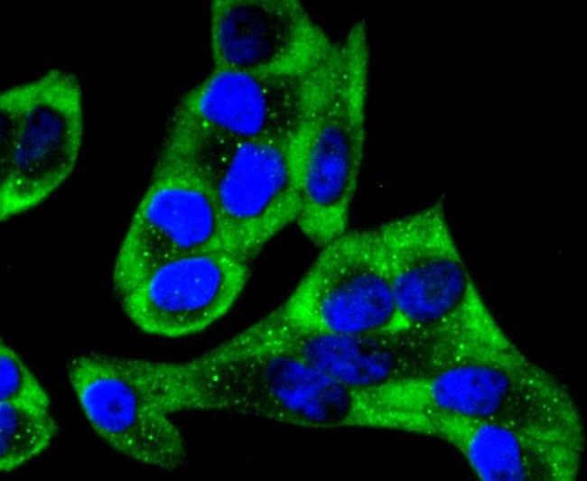 YBX1 Antibody in Immunocytochemistry (ICC/IF)