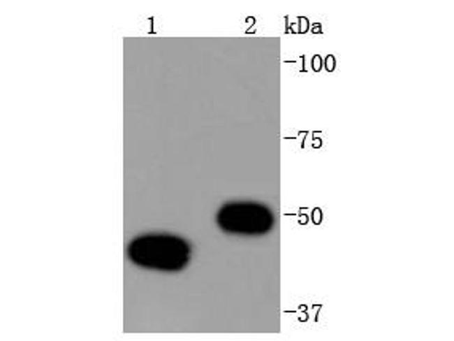 YBX1 Antibody in Western Blot (WB)