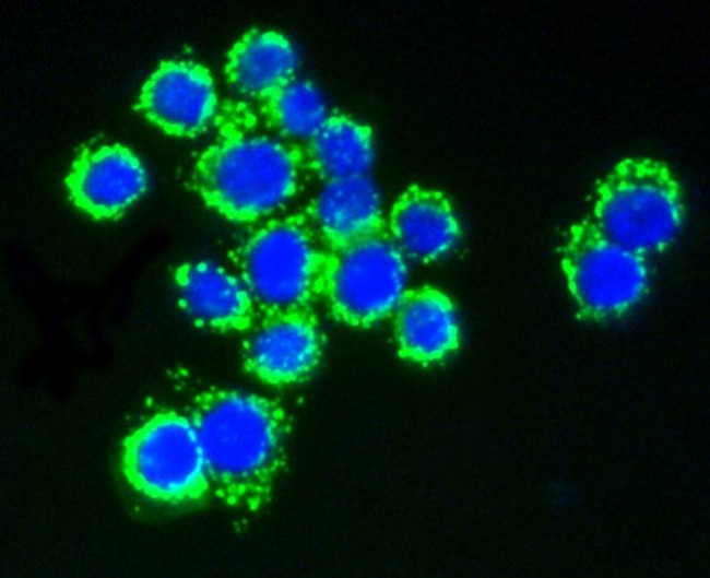 AKT Pan Antibody in Immunocytochemistry (ICC/IF)