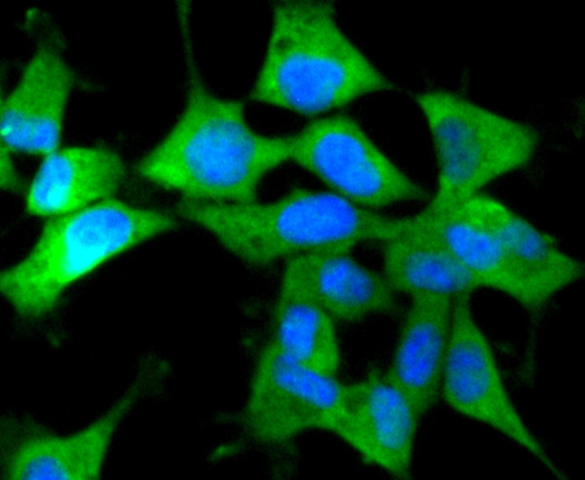 IRF7 Antibody in Immunocytochemistry (ICC/IF)