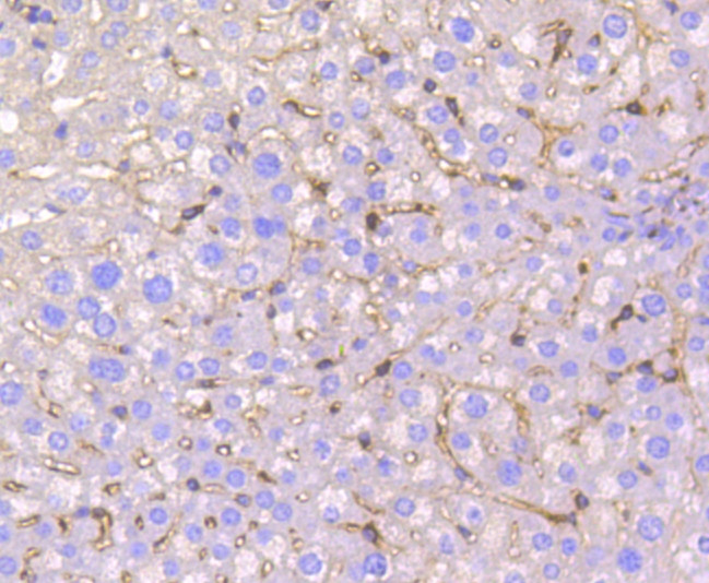 IRF7 Antibody in Immunohistochemistry (Paraffin) (IHC (P))