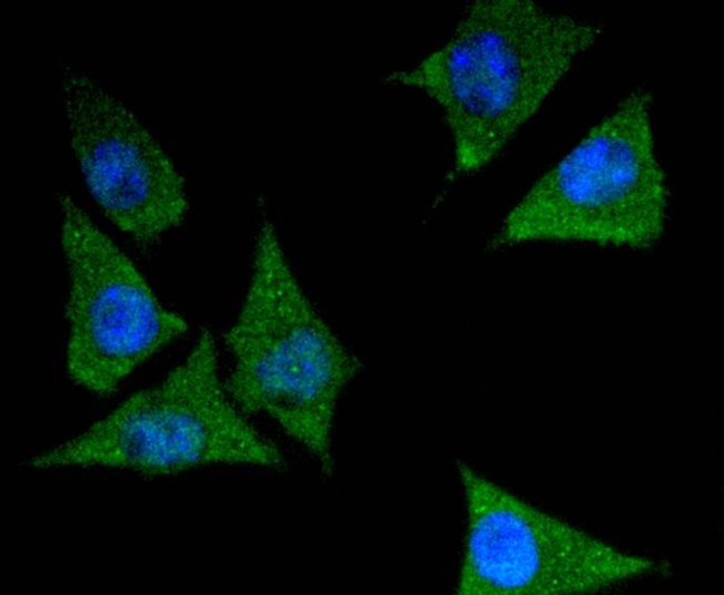 14-3-3 epsilon Antibody in Immunocytochemistry (ICC/IF)