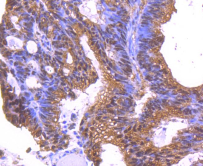 14-3-3 epsilon Antibody in Immunohistochemistry (Paraffin) (IHC (P))