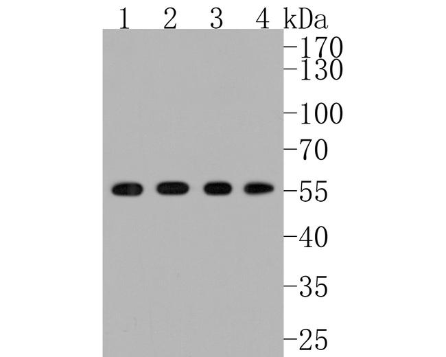 SRC Antibody in Western Blot (WB)