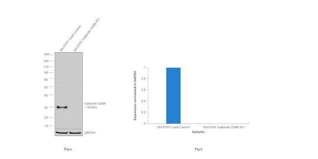 Calbindin D28K Antibody