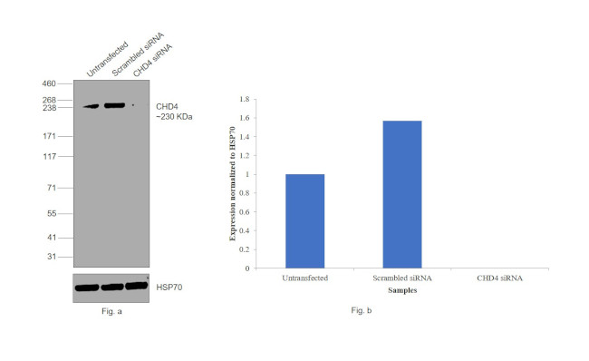 CHD4 Antibody