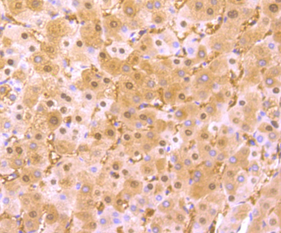 Arginase 1 Antibody in Immunohistochemistry (Paraffin) (IHC (P))