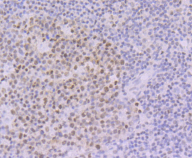 OCT1 (POU2F1) Antibody in Immunohistochemistry (Paraffin) (IHC (P))