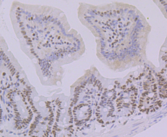 OCT1 (POU2F1) Antibody in Immunohistochemistry (Paraffin) (IHC (P))