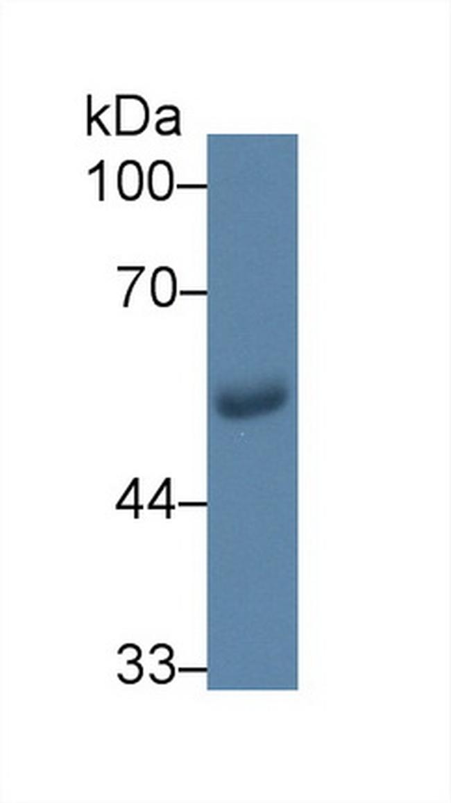 GLUT1 Antibody in Western Blot (WB)