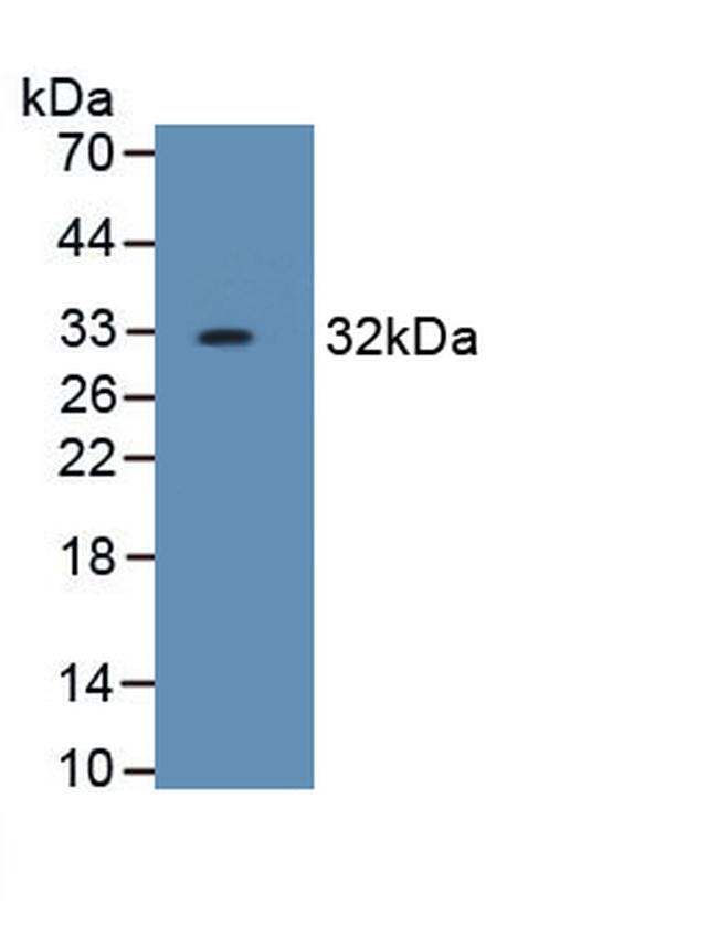 HPR Antibody in Western Blot (WB)