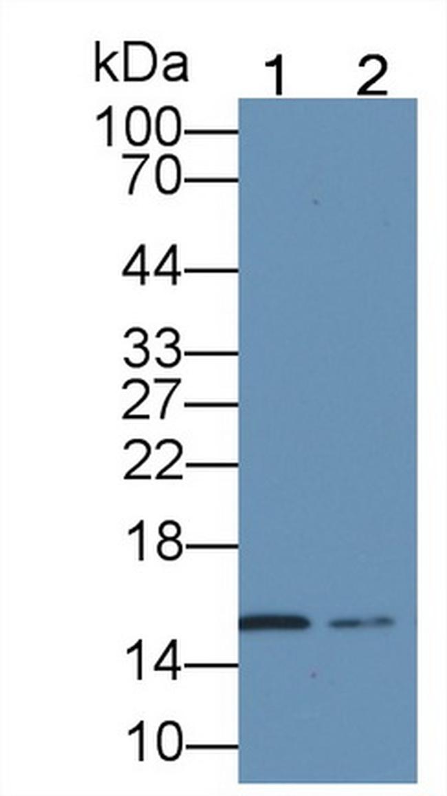 Hemoglobin alpha-1 Antibody in Western Blot (WB)