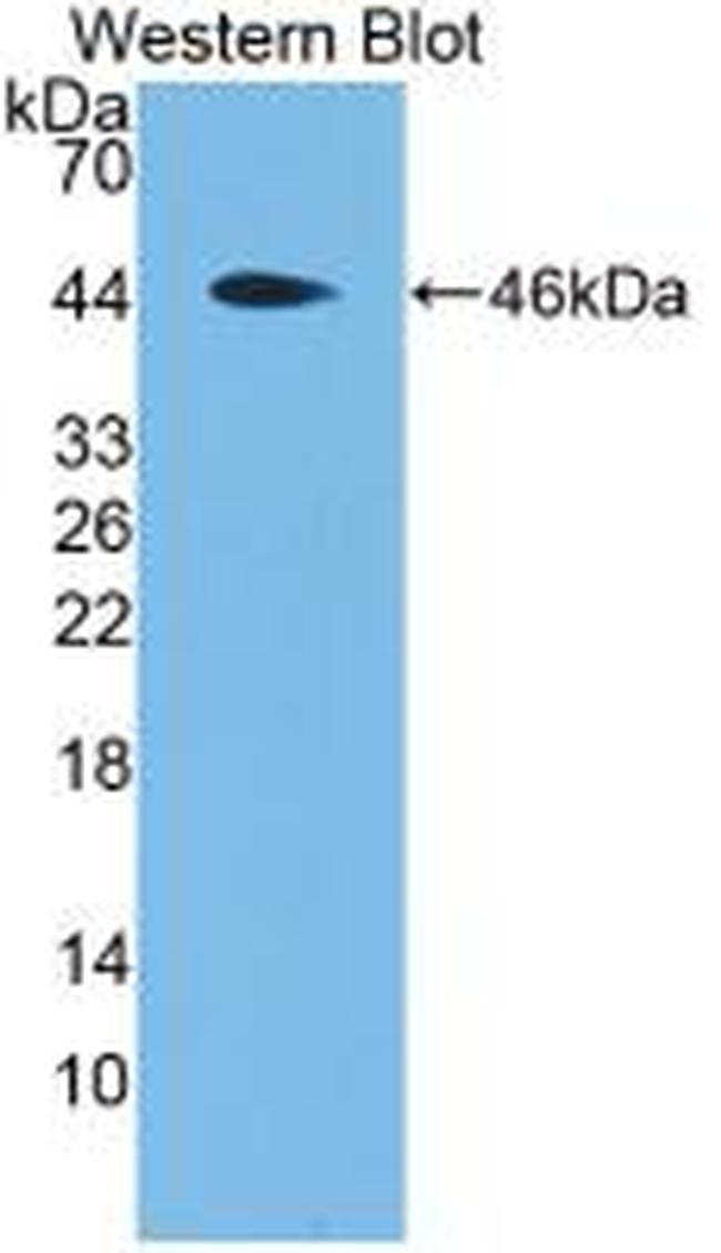 PRG2 Antibody in Western Blot (WB)