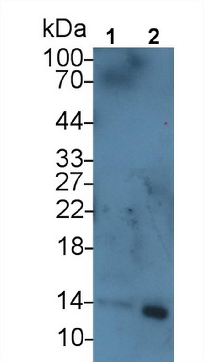 SAA Antibody in Western Blot (WB)