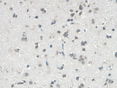 VGF Antibody in Immunohistochemistry (Paraffin) (IHC (P))