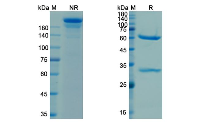 Cetuximab Chimeric Antibody in SDS-PAGE (SDS-PAGE)