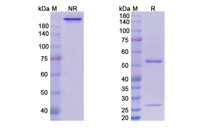 Volociximab Chimeric Antibody in SDS-PAGE (SDS-PAGE)