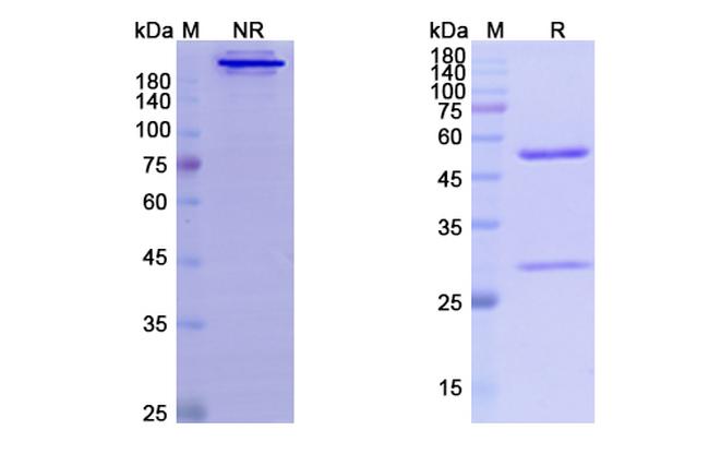 Besilesomab Antibody in SDS-PAGE (SDS-PAGE)