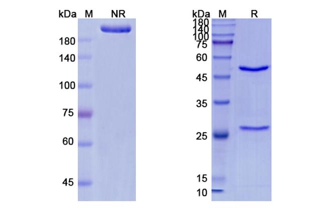 Urtoxazumab Humanized Antibody in SDS-PAGE (SDS-PAGE)