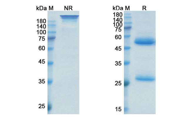 Oxelumab Antibody in SDS-PAGE (SDS-PAGE)