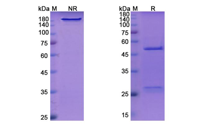 Indatuximab Chimeric Antibody in SDS-PAGE (SDS-PAGE)