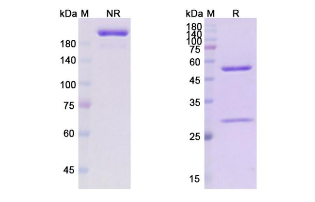 Obexelimab Chimeric Antibody in SDS-PAGE (SDS-PAGE)