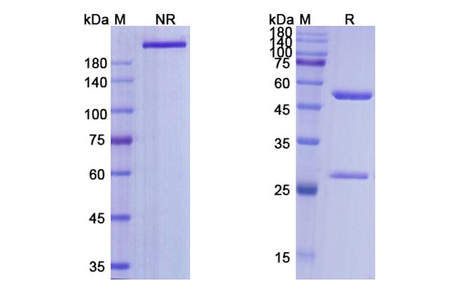 Selicrelumab Antibody in SDS-PAGE (SDS-PAGE)