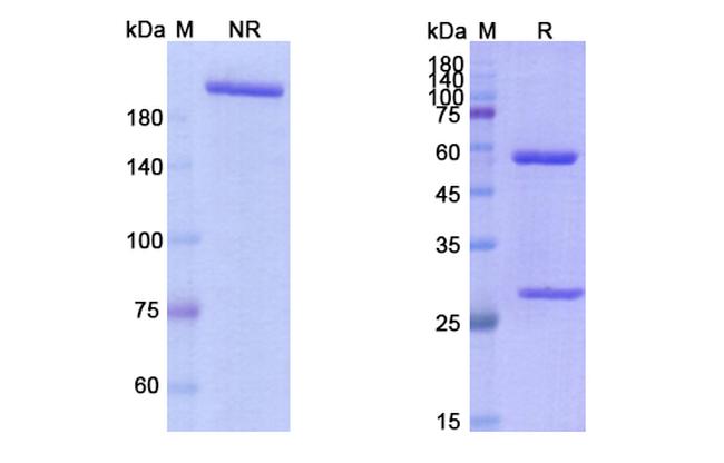 Zalifrelimab Antibody in SDS-PAGE (SDS-PAGE)